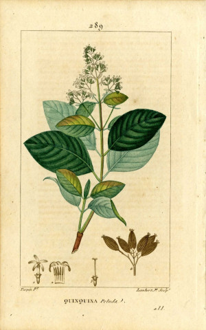 Quinquina Peluda