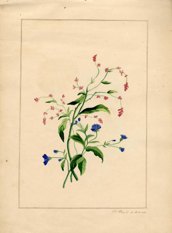 Variété de fleurs