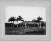 Fort-de-France. La Savane. Statue de l'impératrice Joséphine et grands palmiers royaux