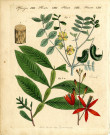Plantes Médicinales : Séné, bois amer des Suriname ou bois de Quaffie