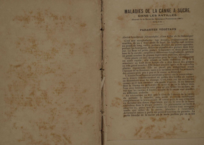 Bulletin agricole de la Martinique (octobre 1898)