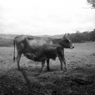 Le Robert. milieu rural