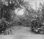 Saint-Pierre. Jardin botanique