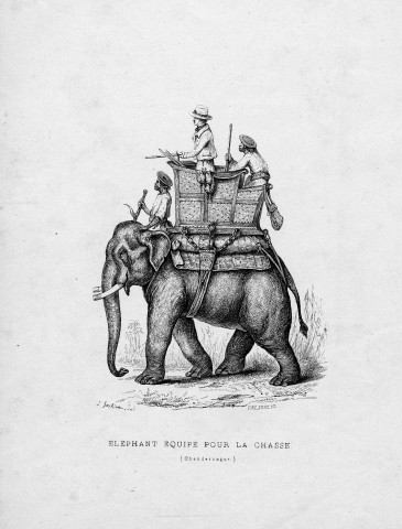 Eléphant équipé pour la chasse (chandernagor)