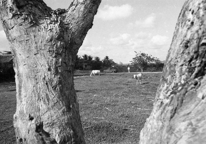 Les Trois-Îlets, la Poterie. paysage agricole ; activité de céramique : poterie rouge