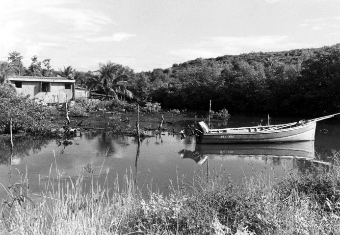 Diamant : mangrove de Taupinière