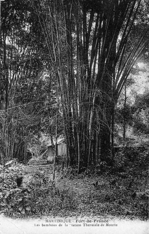 Martinique. Fort-de-France. Les bambous de la station thermale de Moutte