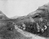 Saint-Pierre. Plantations Saint-James. Vue d'une plantation en coupe. Destruction des serpents