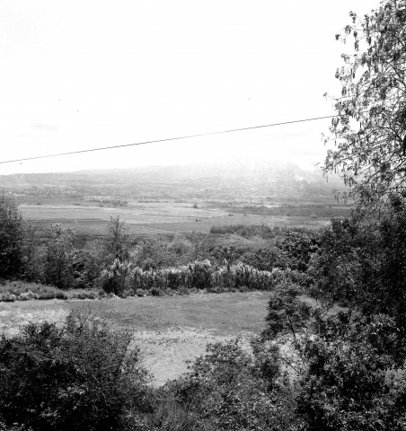 Le Lamentin, milieu rural. paysages végétales