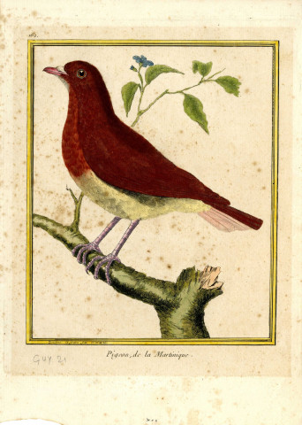 Pigeon de la Martinique