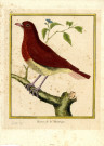 Pigeon de la Martinique