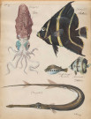 Sépia, Chætodon, Tiouffe tiouffe, Tambour, Demoiselle, Trompette)