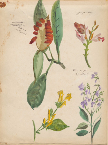 Fleurs : Tabernac citrifolia, Gingembre, Duranta plumier (vanillier)