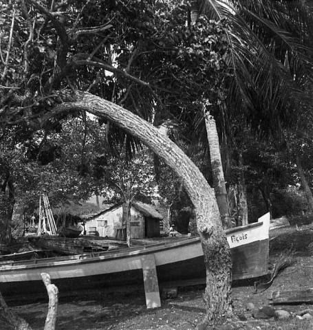 François. Quartier Frégate. Arbre du bord de mer arc voûté sous l'effet du vent