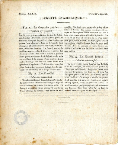 Fruits d'Amérique : Goyavier poirier, corossol, mameï-sapote