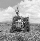 Le Lamentin, Habitation Barbe. Récolte de canne mécanisée et ouvriers agricoles à la tâche de la coupe de la canne