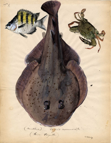 Torpedo marmoroita, (raie torpille)