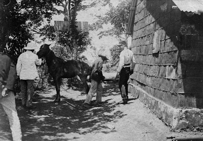 Fort-de-France et ses environs. Maréchal Ferrand s'apprêtant à intervenir sur un cheval