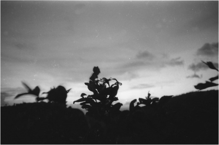 Milieu rural. écosystème tropical ; scène de vie quotidienne