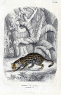 Ocelot du Brésil