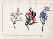 Variété de fleurs