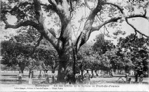 Martinique. Un des arbres de la Savane de Fort-de-France