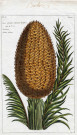 Ananas palmier