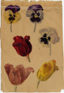 Tulipes et autres variétés