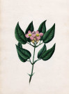 Variété de fleurs