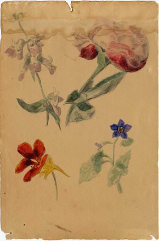 Roses et autres variétés